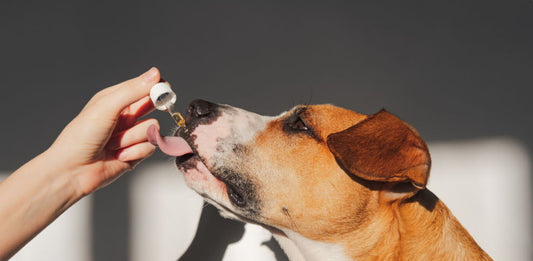 How Long Does It Take For CBD To Work On Dogs?